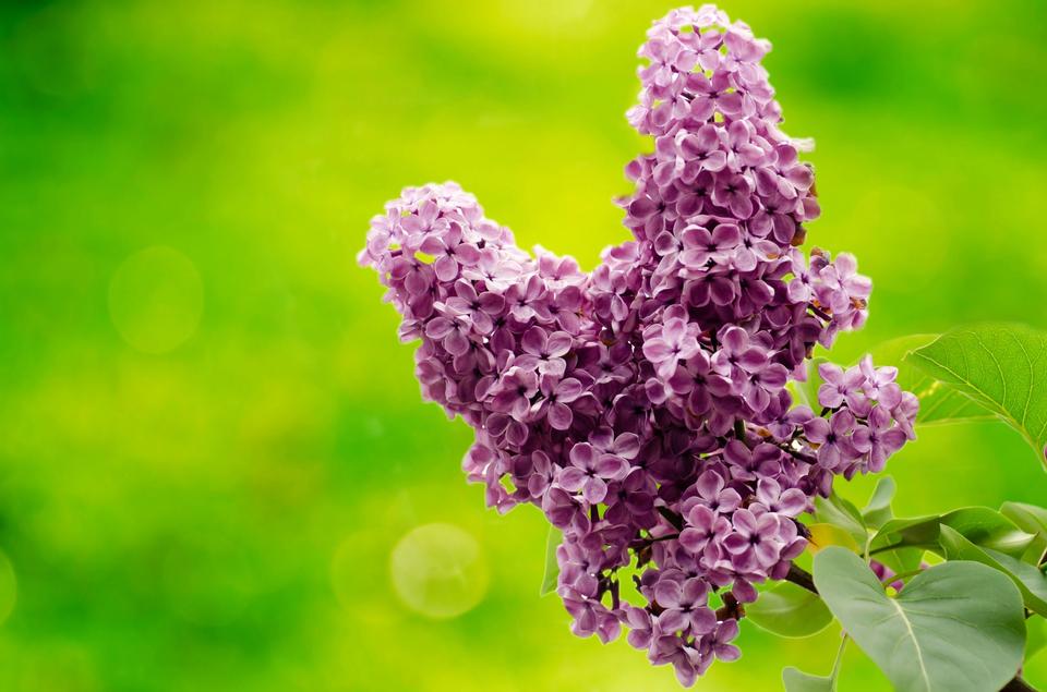 Free download high resolution image - free image free photo free stock image public domain picture  Branch of lilac