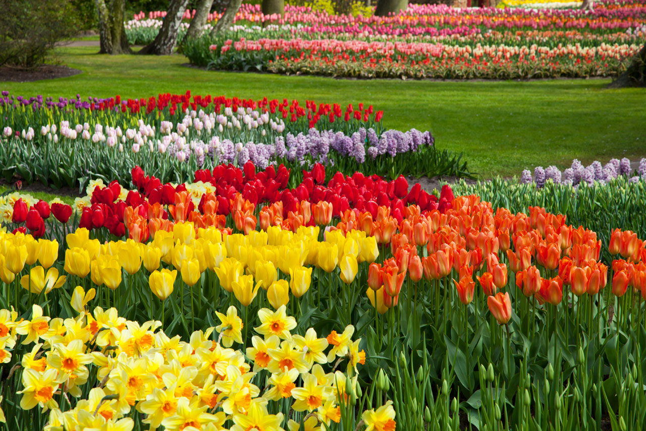 Free download high resolution image - free image free photo free stock image public domain picture -Colorful Flower Beds