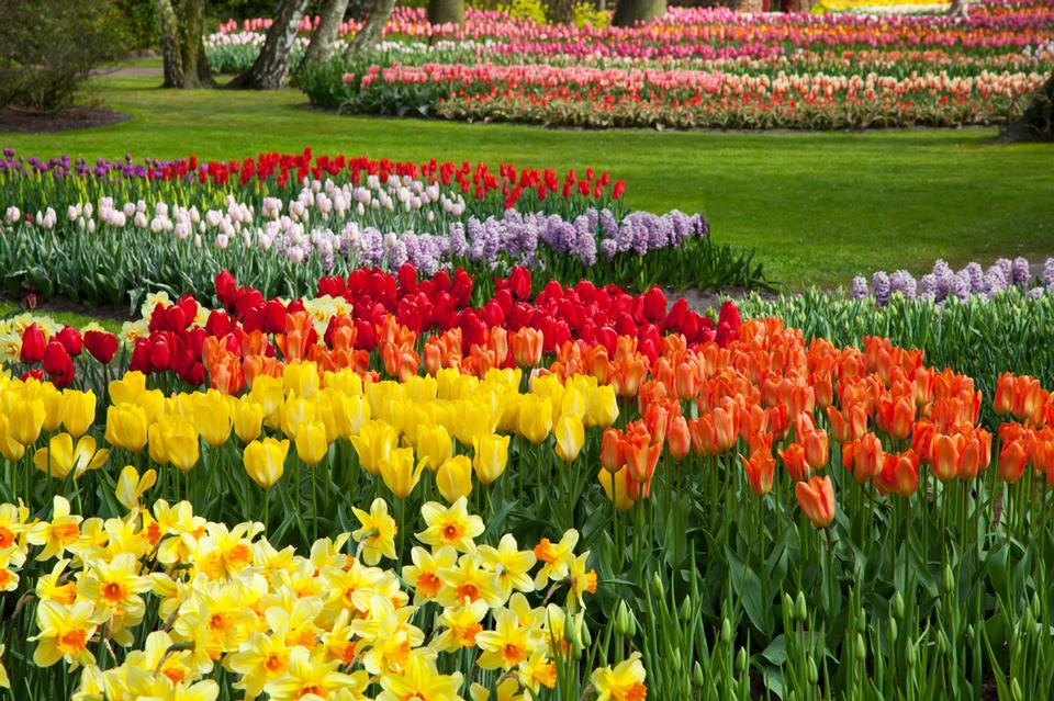 Free download high resolution image - free image free photo free stock image public domain picture  Colorful Flower Beds