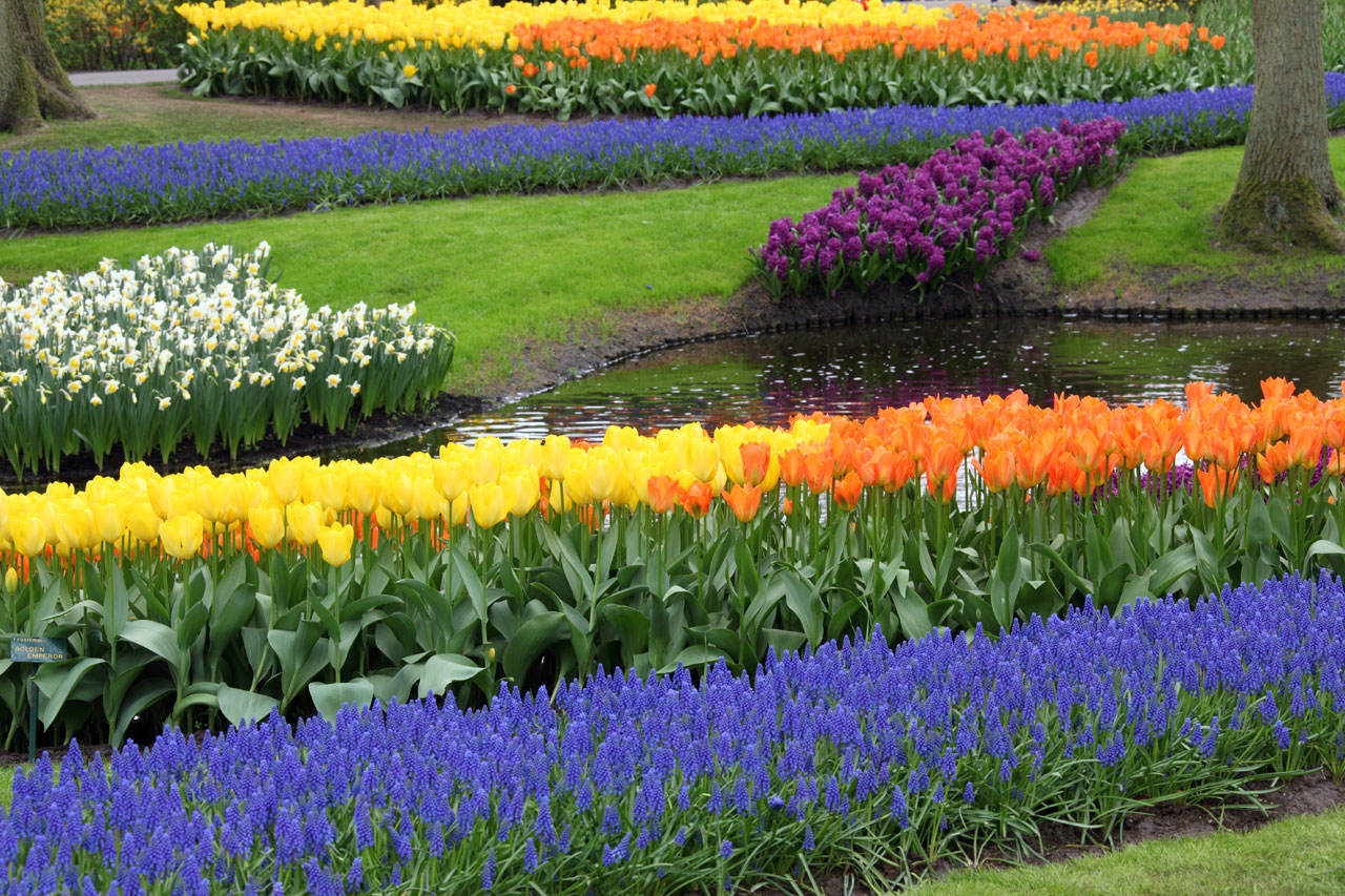 Free download high resolution image - free image free photo free stock image public domain picture -Colorful Flower Garden