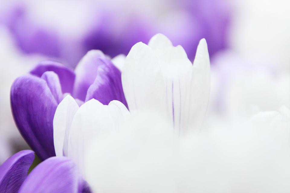 Free download high resolution image - free image free photo free stock image public domain picture  Crocus Background