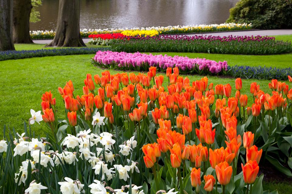 Free download high resolution image - free image free photo free stock image public domain picture  Flowers In Keukenhof