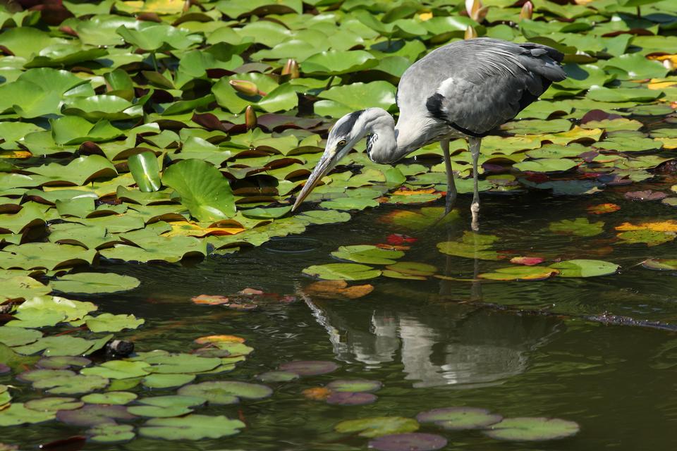 Free download high resolution image - free image free photo free stock image public domain picture  Grey Heron