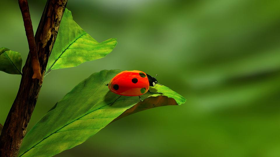 Free download high resolution image - free image free photo free stock image public domain picture  Ladybird on a leaf