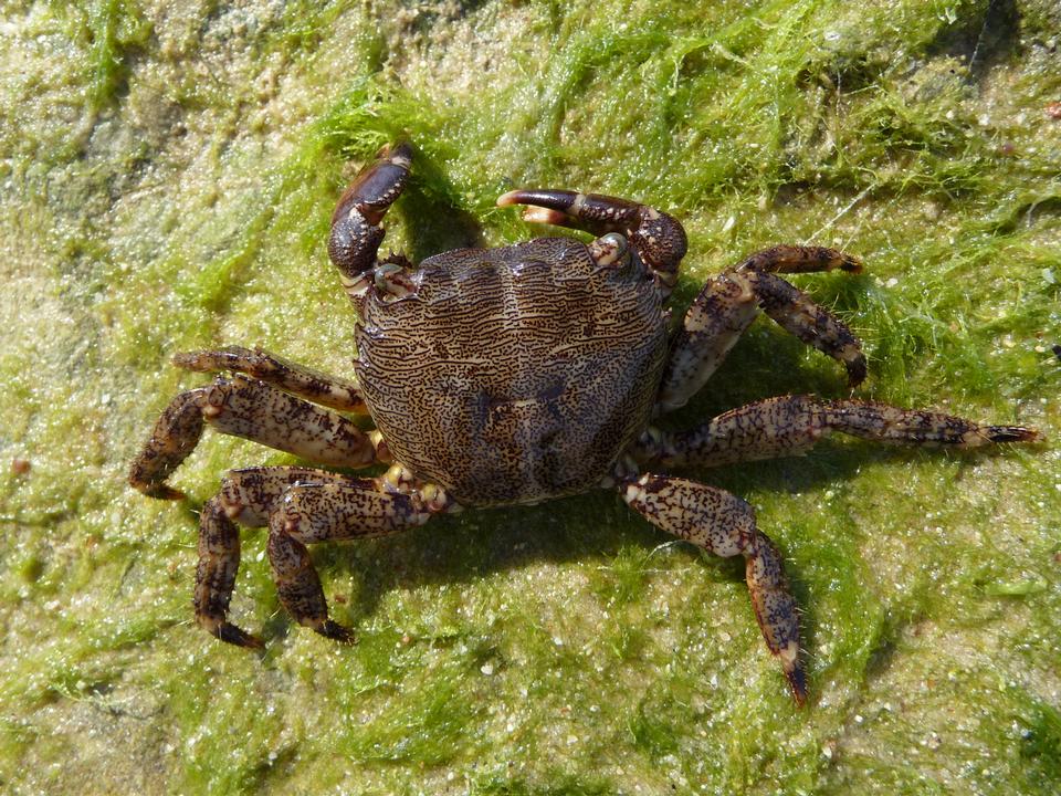 Free download high resolution image - free image free photo free stock image public domain picture  Marbled rock crab female