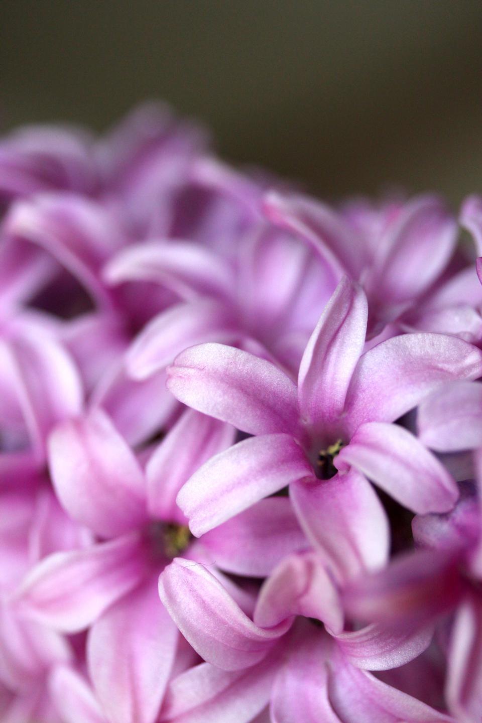 Free download high resolution image - free image free photo free stock image public domain picture  Pink Hyacinth