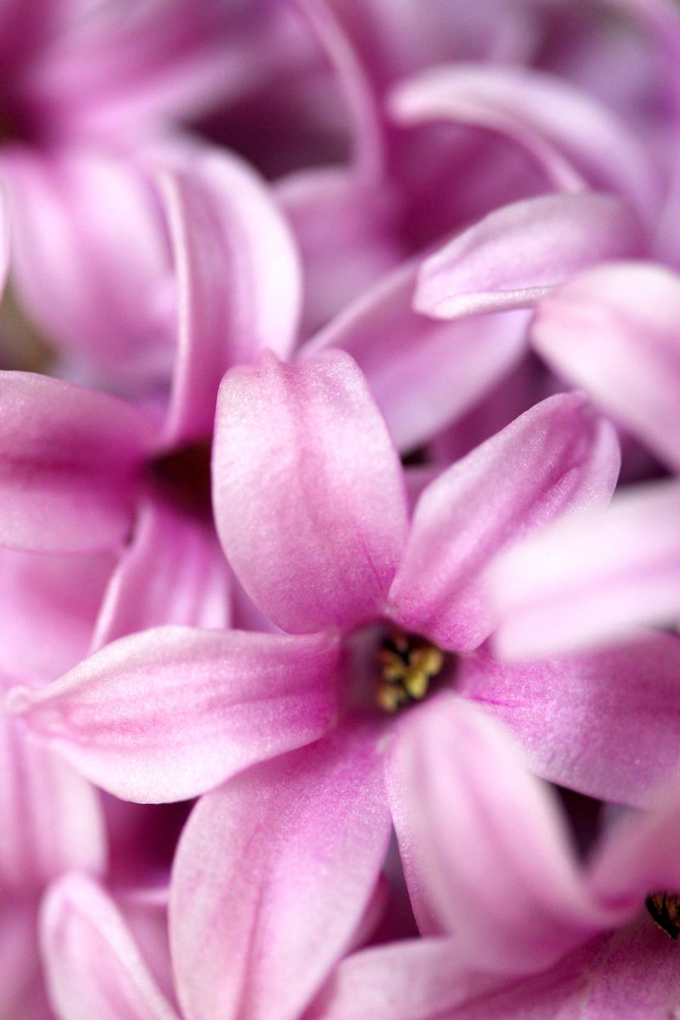 Free download high resolution image - free image free photo free stock image public domain picture  Pink Hyacinth