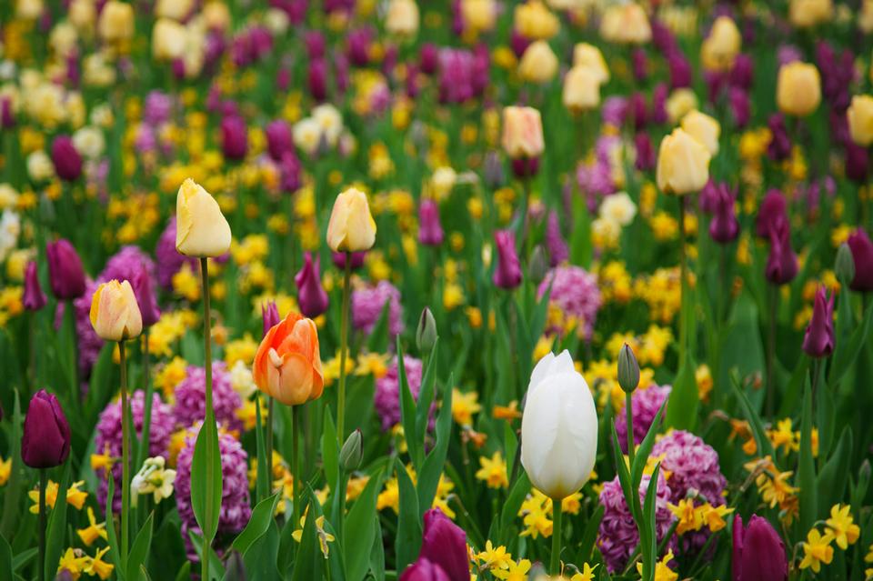 Free download high resolution image - free image free photo free stock image public domain picture  Purple And Yellow Tulips