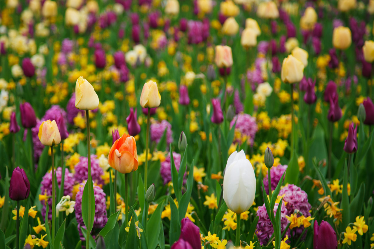 Free download high resolution image - free image free photo free stock image public domain picture -Purple And Yellow Tulips