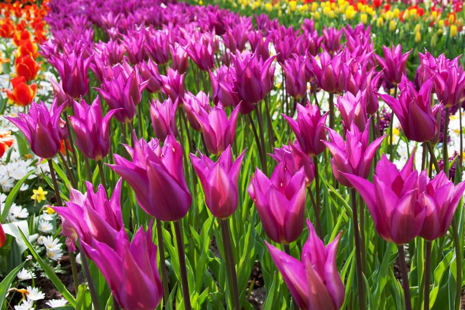 Free download high resolution image - free image free photo free stock image public domain picture  Purple Tulips