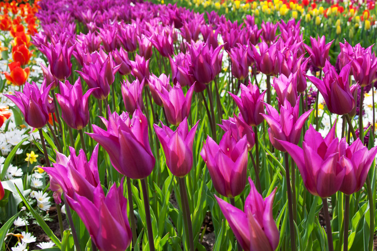 Free download high resolution image - free image free photo free stock image public domain picture -Purple Tulips