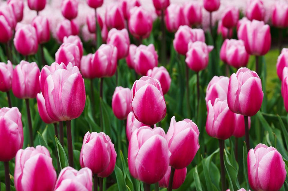 Free download high resolution image - free image free photo free stock image public domain picture  Purple Tulips Detail