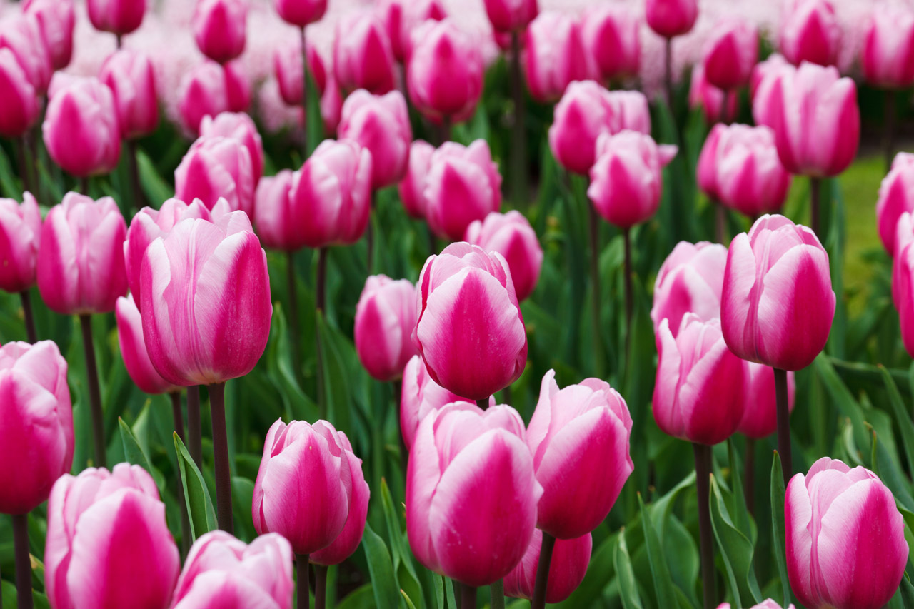 Free download high resolution image - free image free photo free stock image public domain picture -Purple Tulips Detail