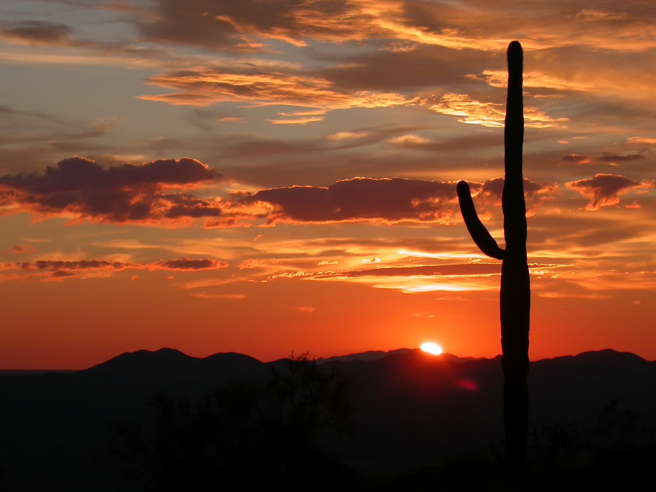 Free download high resolution image - free image free photo free stock image public domain picture -Saguaro silhouette in fiery Sonoran Desert sunset lit sky