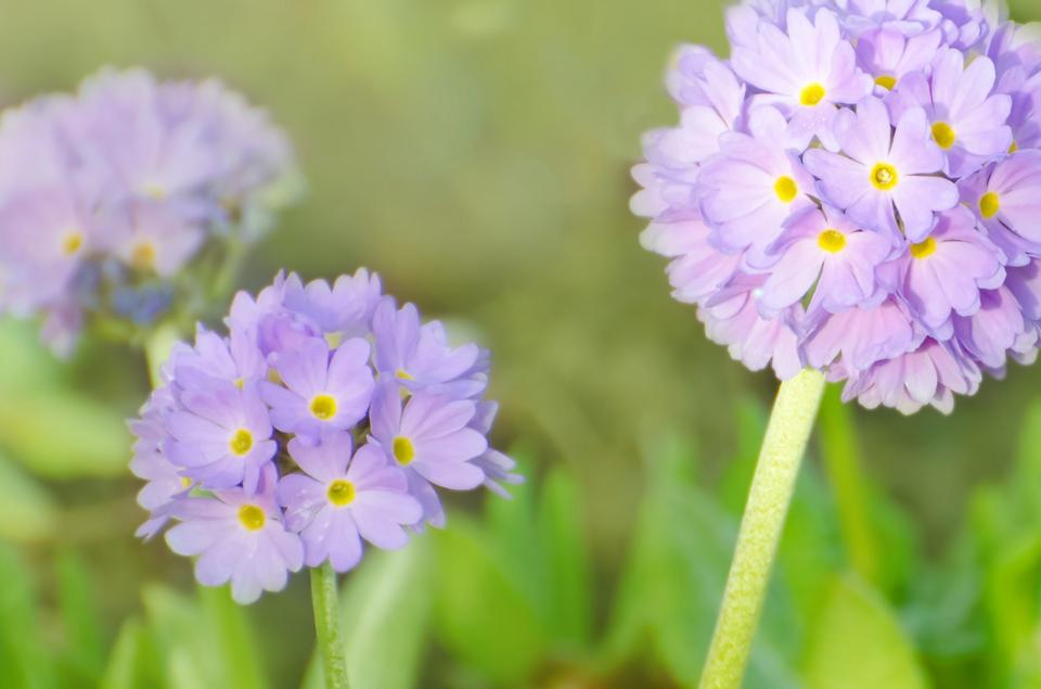 Free download high resolution image - free image free photo free stock image public domain picture  Spring Flowers