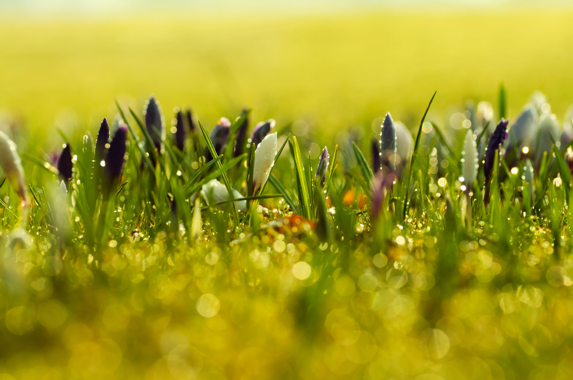 Free download high resolution image - free image free photo free stock image public domain picture -Spring Flowers Background