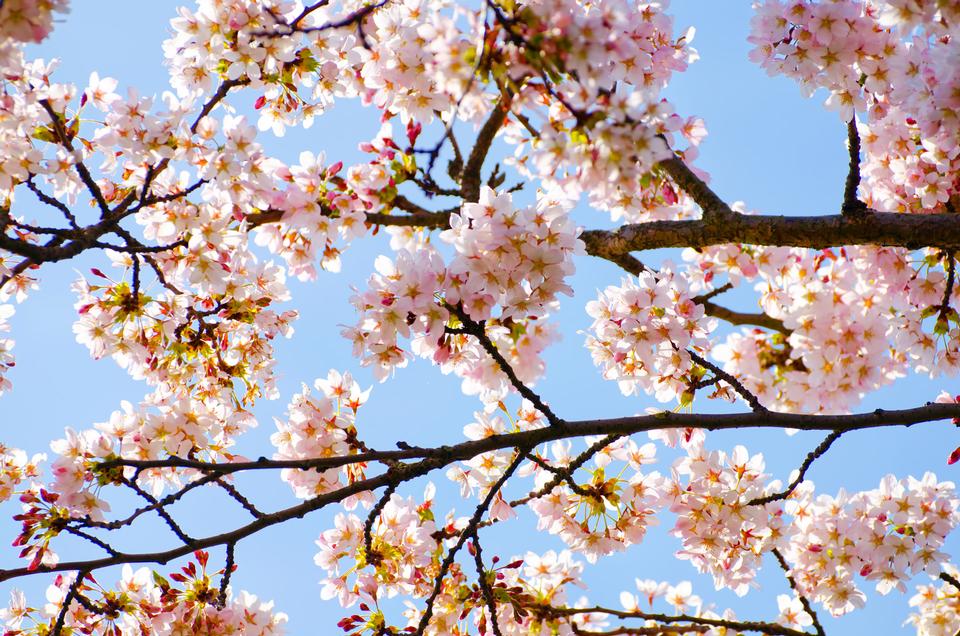 Free download high resolution image - free image free photo free stock image public domain picture  Spring Tree