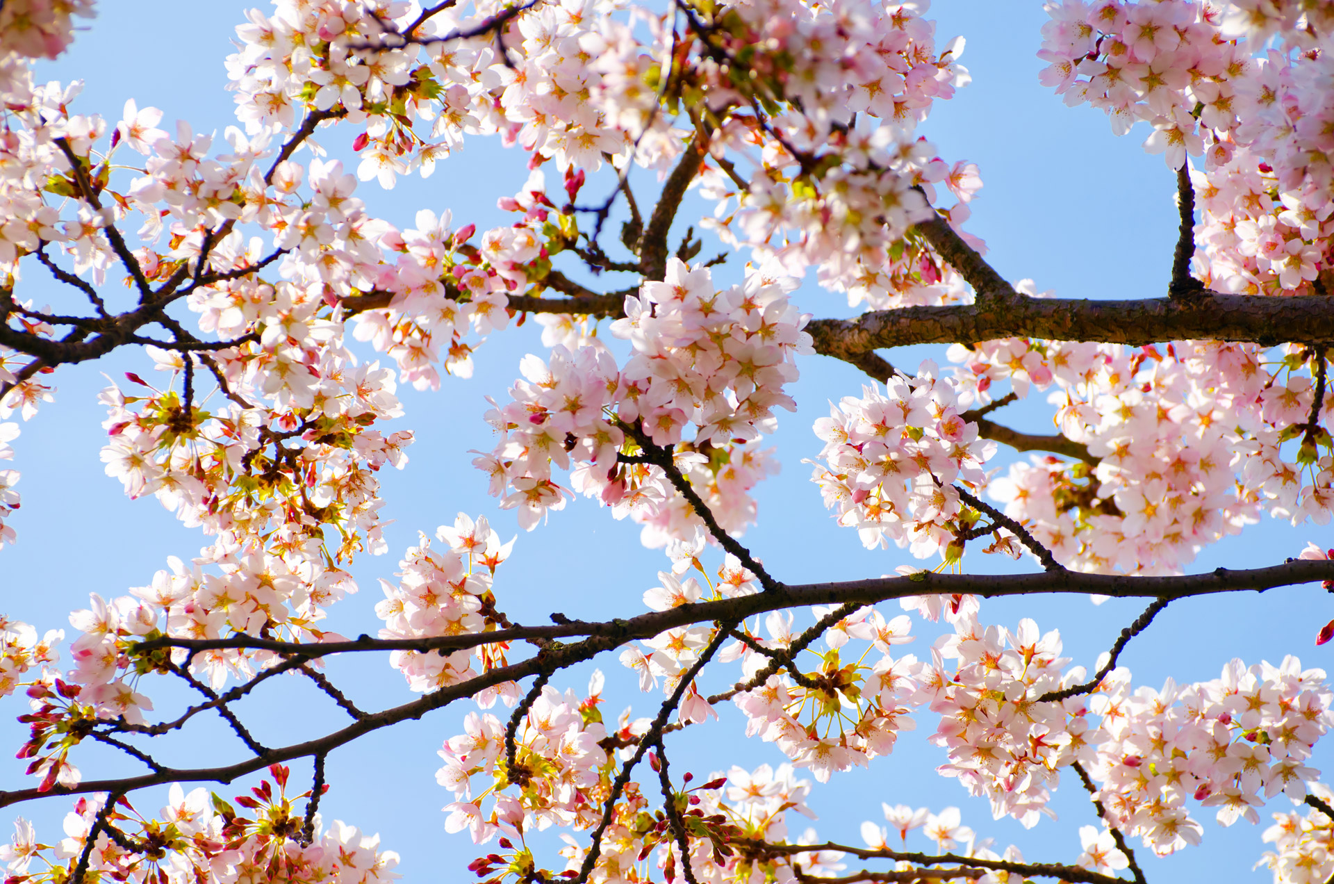 Free download high resolution image - free image free photo free stock image public domain picture -Spring Tree