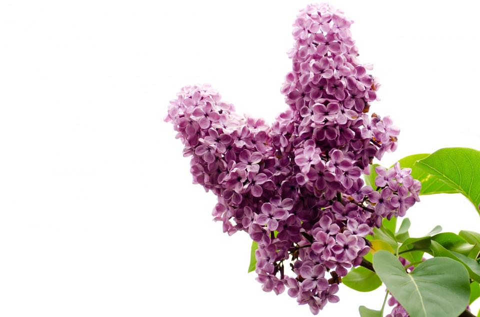 Free download high resolution image - free image free photo free stock image public domain picture  The Branch Of A Pink Lilac