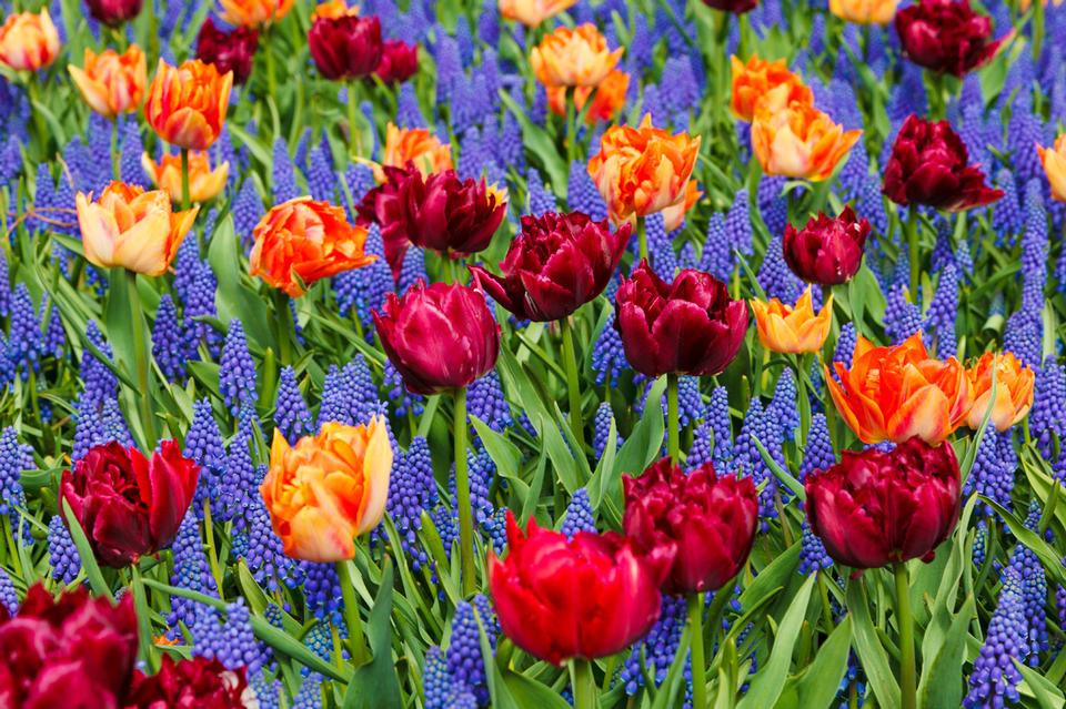 Free download high resolution image - free image free photo free stock image public domain picture  Vivid Tulips And Grape Hyacinths