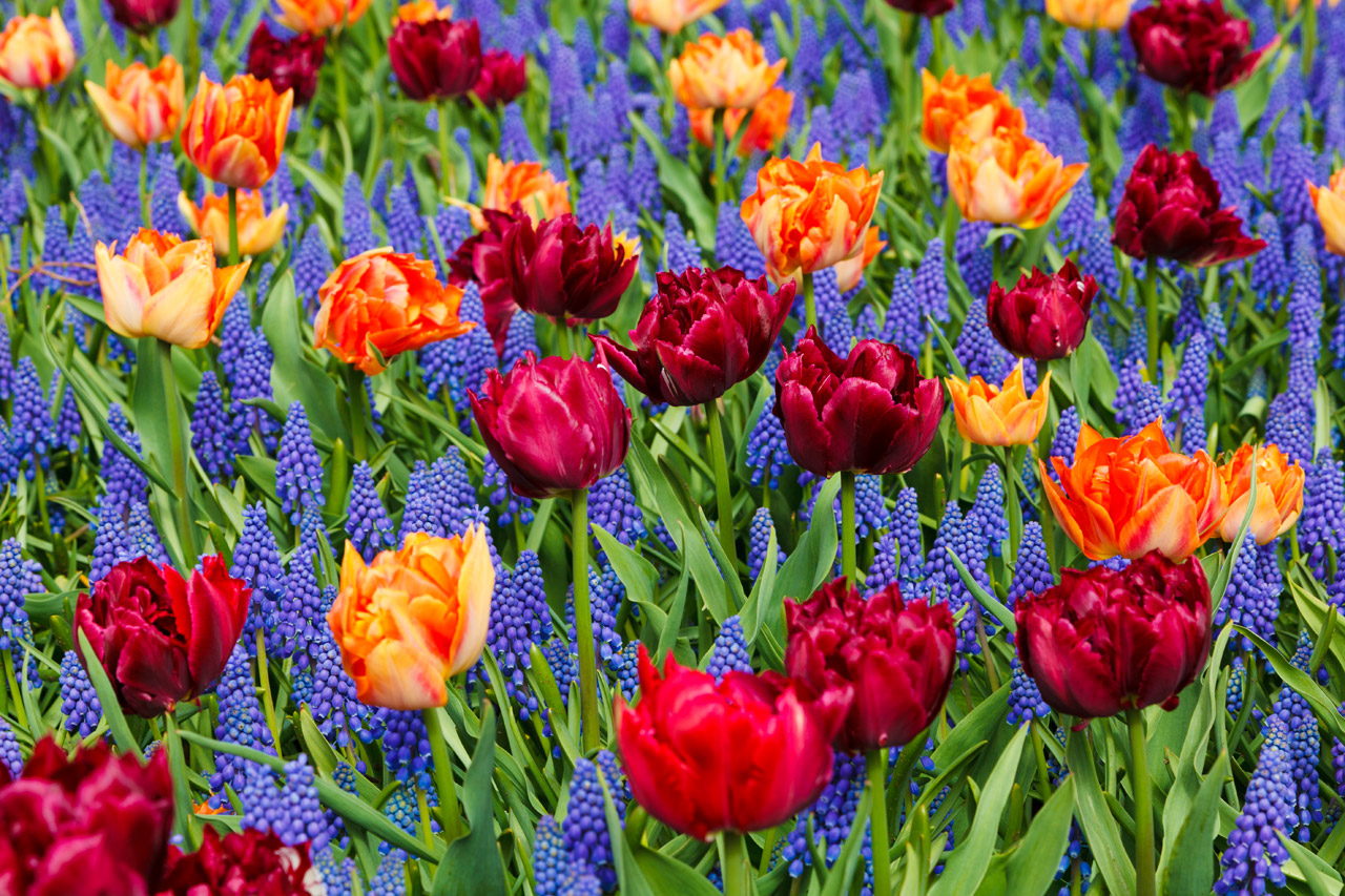 Free download high resolution image - free image free photo free stock image public domain picture -Vivid Tulips And Grape Hyacinths