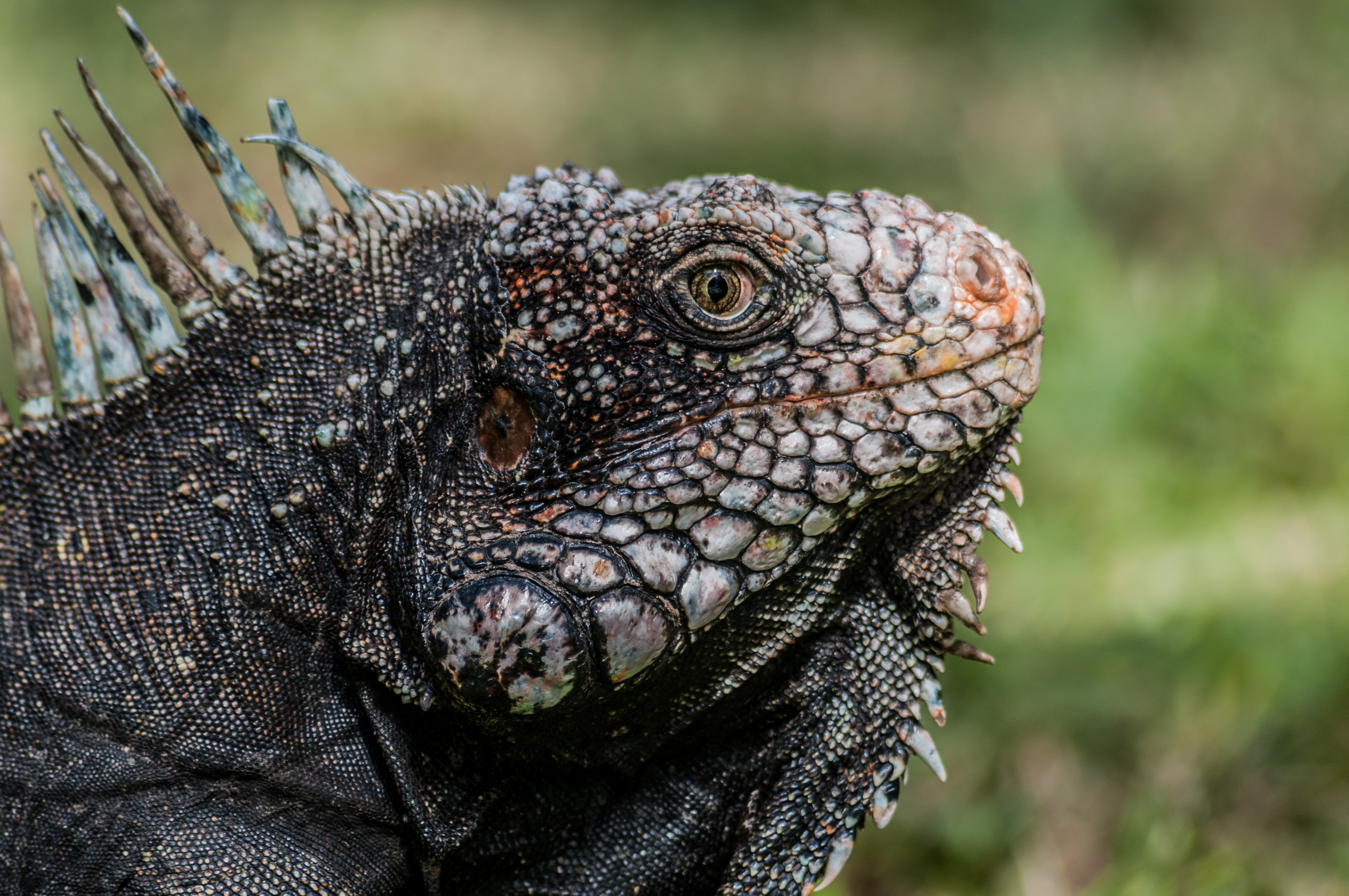 Free download high resolution image - free image free photo free stock image public domain picture -iguana head from Venezuela