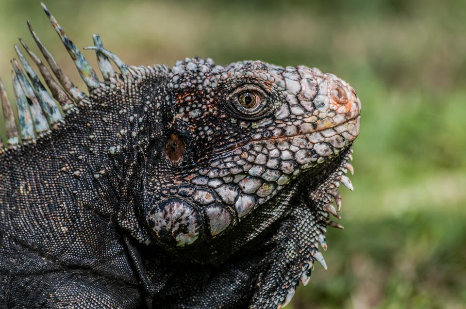 Free download high resolution image - free image free photo free stock image public domain picture  iguana head from Venezuela