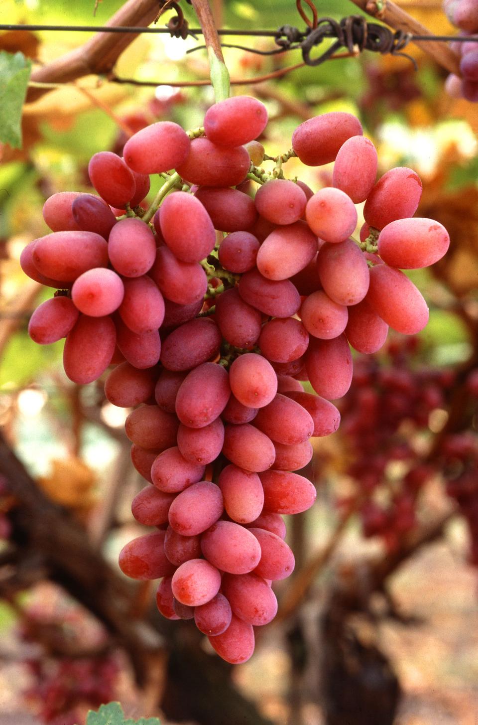 Free download high resolution image - free image free photo free stock image public domain picture  A Bunch Of Red Crimson Seedless Grapes