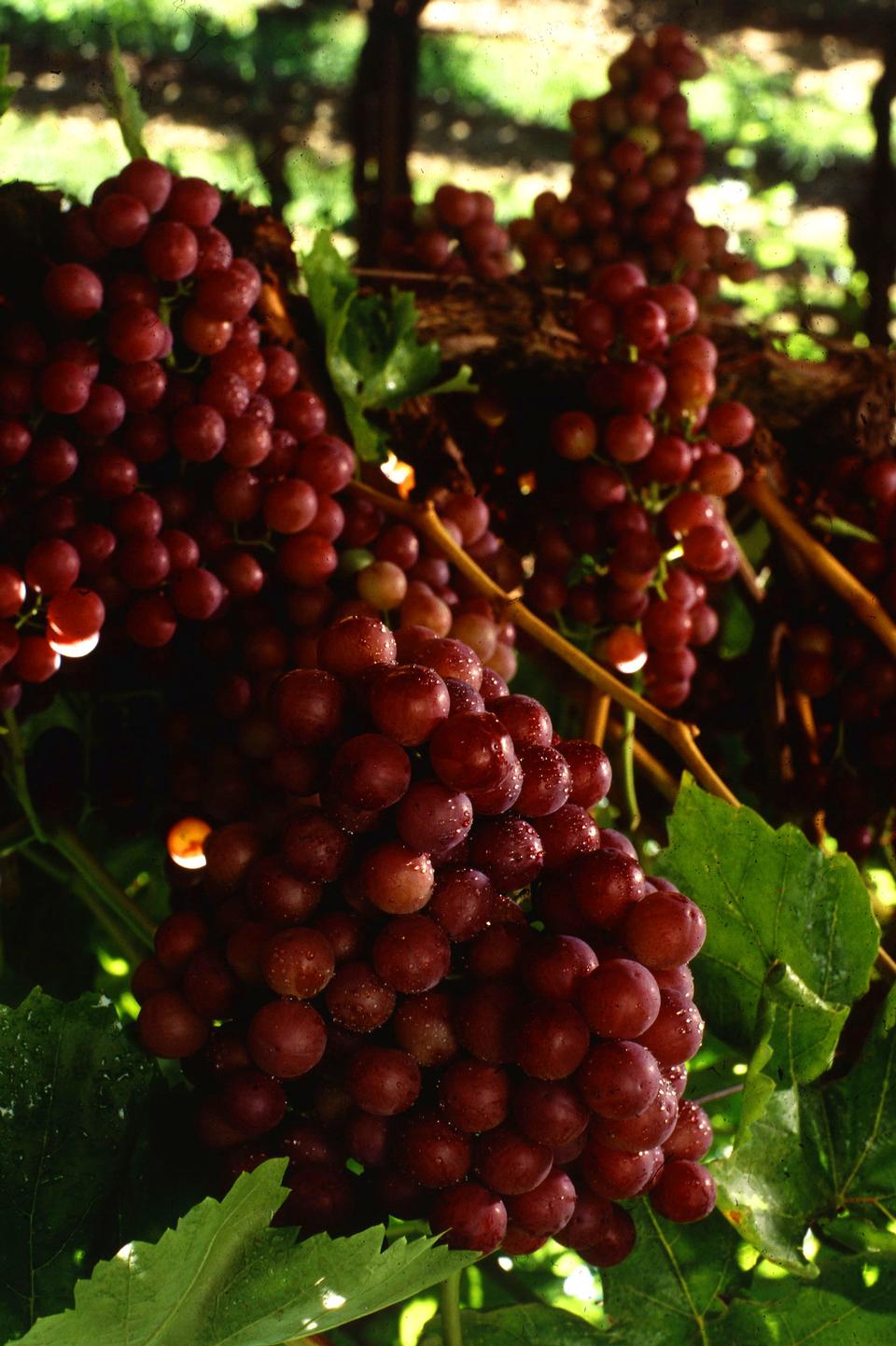 Free download high resolution image - free image free photo free stock image public domain picture  A Bunch Of Red Seedless Grapes On A Vine