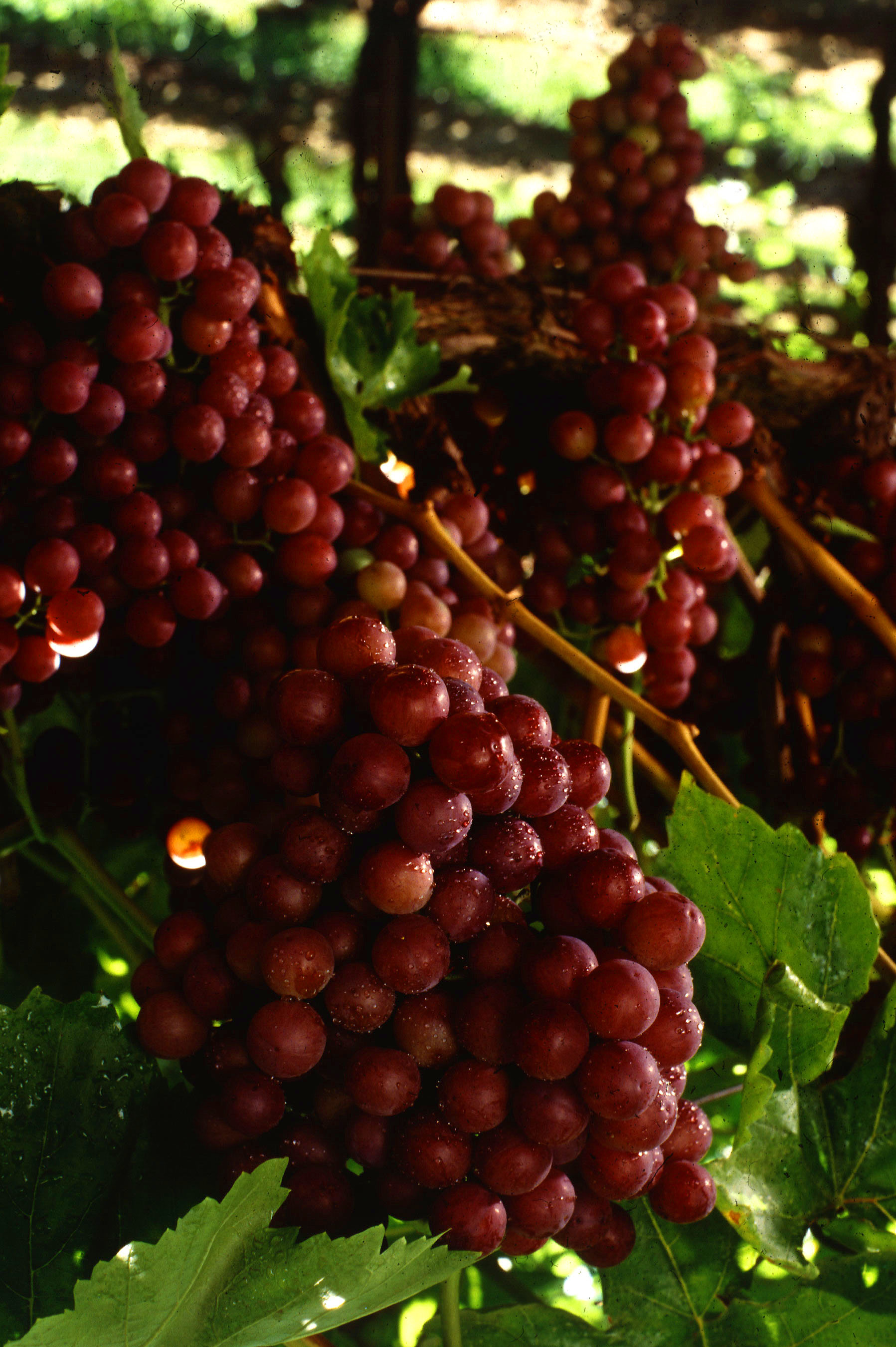 Free download high resolution image - free image free photo free stock image public domain picture -A Bunch Of Red Seedless Grapes On A Vine