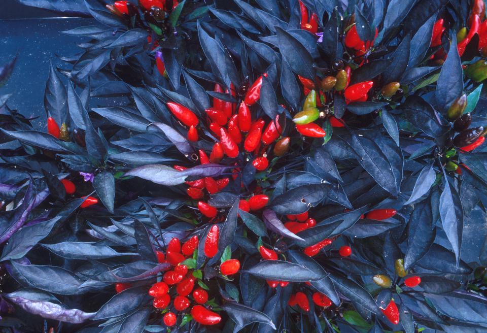 Free download high resolution image - free image free photo free stock image public domain picture  A Dazzling Dwarf Ornamental Pepper Plant