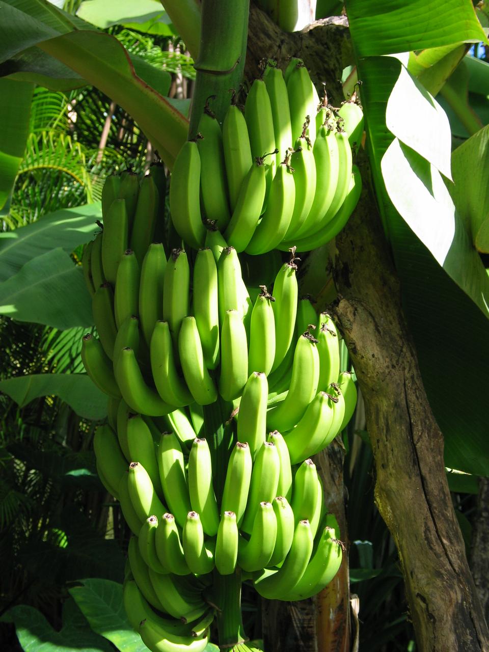 Free download high resolution image - free image free photo free stock image public domain picture  Bananas Growing In Bunches