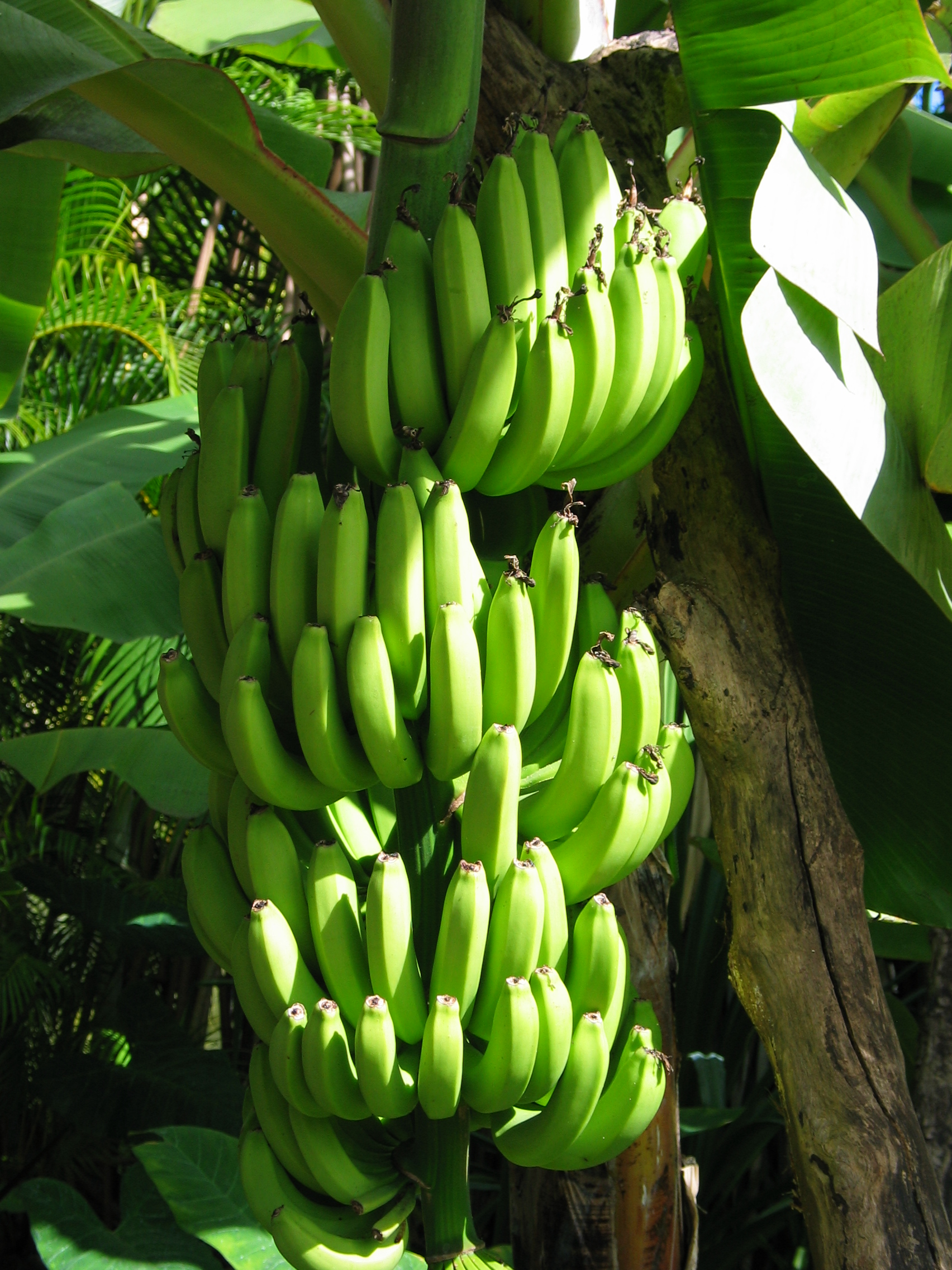 Free download high resolution image - free image free photo free stock image public domain picture -Bananas Growing In Bunches