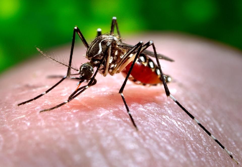 Free download high resolution image - free image free photo free stock image public domain picture  Close-up Of A Mosquito Feeding On Blood