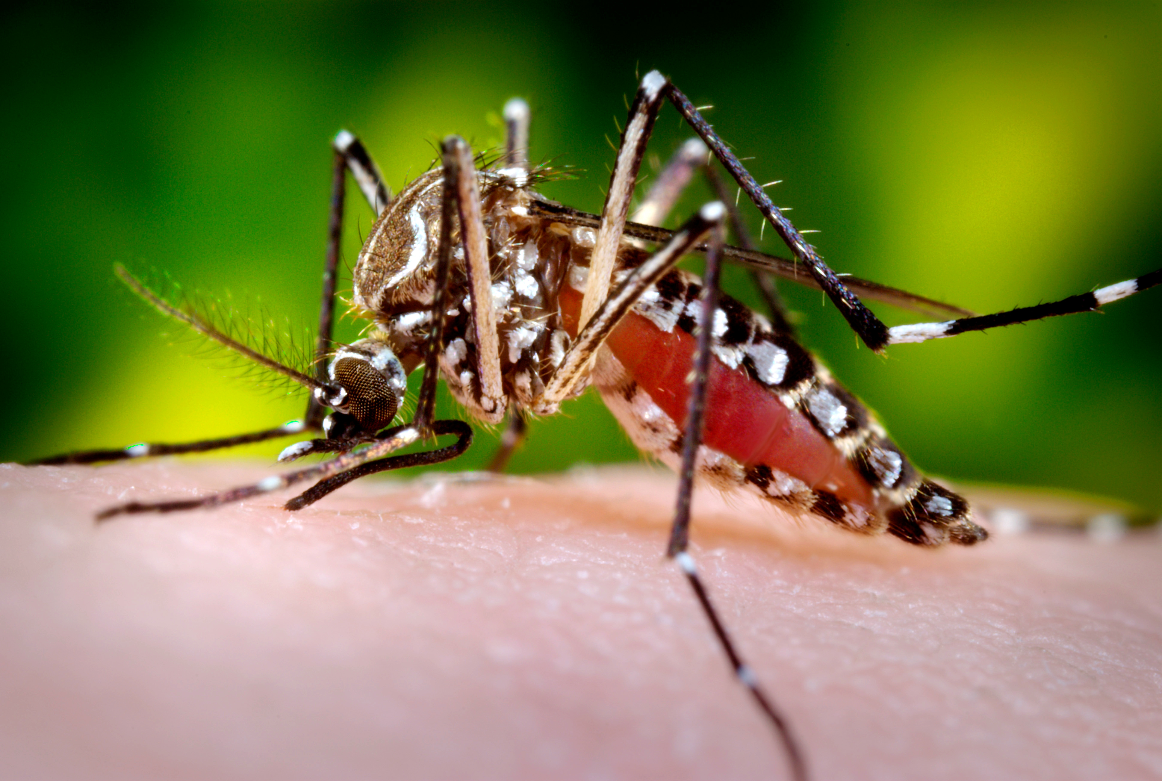 Free download high resolution image - free image free photo free stock image public domain picture -Close-up Of A Mosquito Feeding On Blood