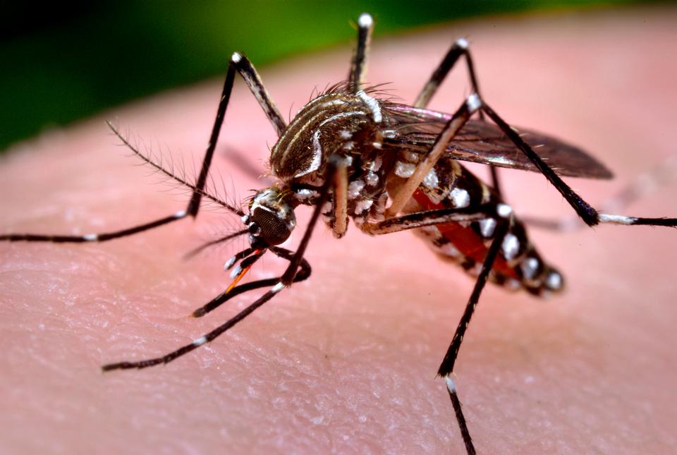 Free download high resolution image - free image free photo free stock image public domain picture  Close-up Of A Mosquito Feeding On Blood