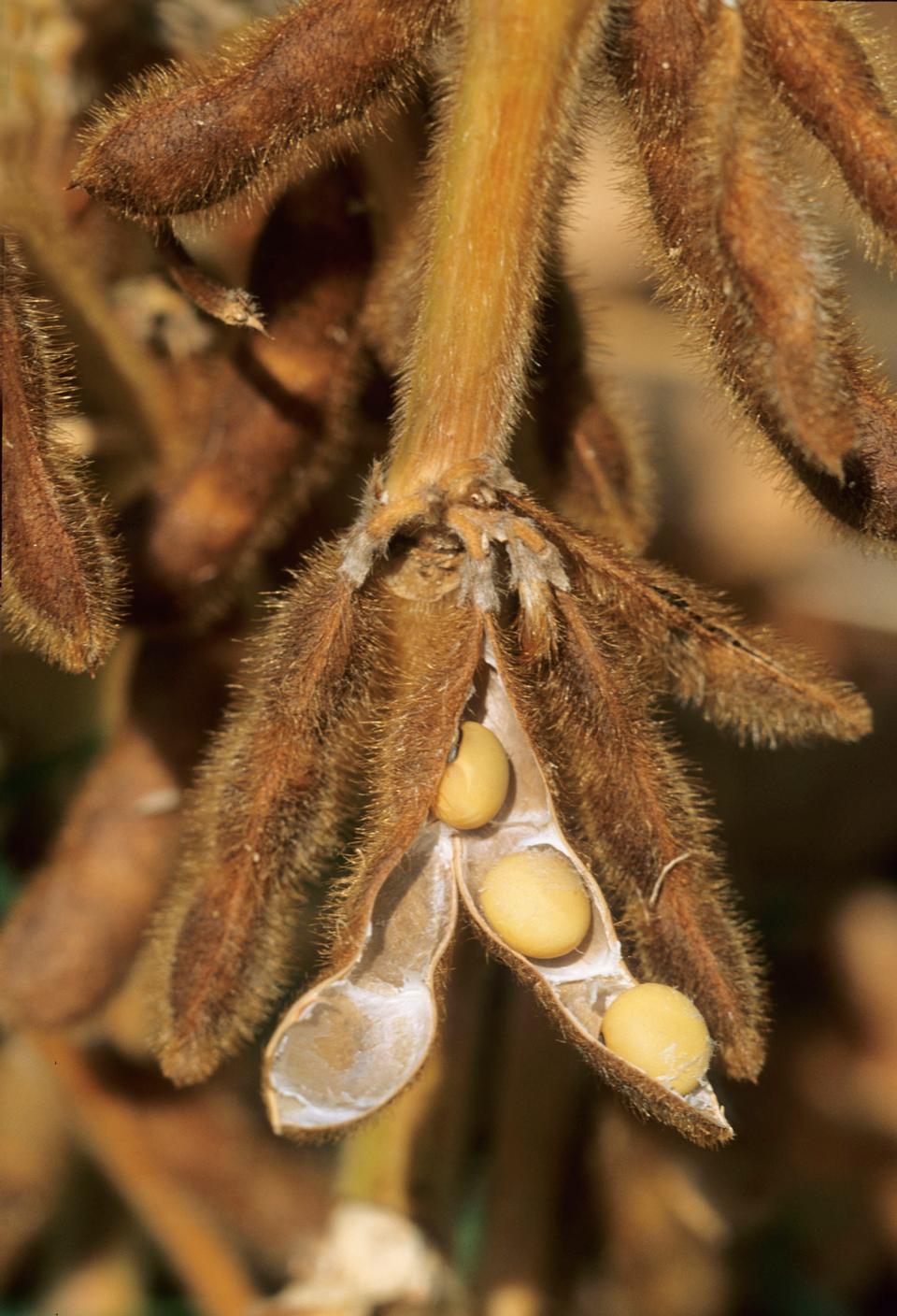 Free download high resolution image - free image free photo free stock image public domain picture  Close-up Of Mature Soybeans