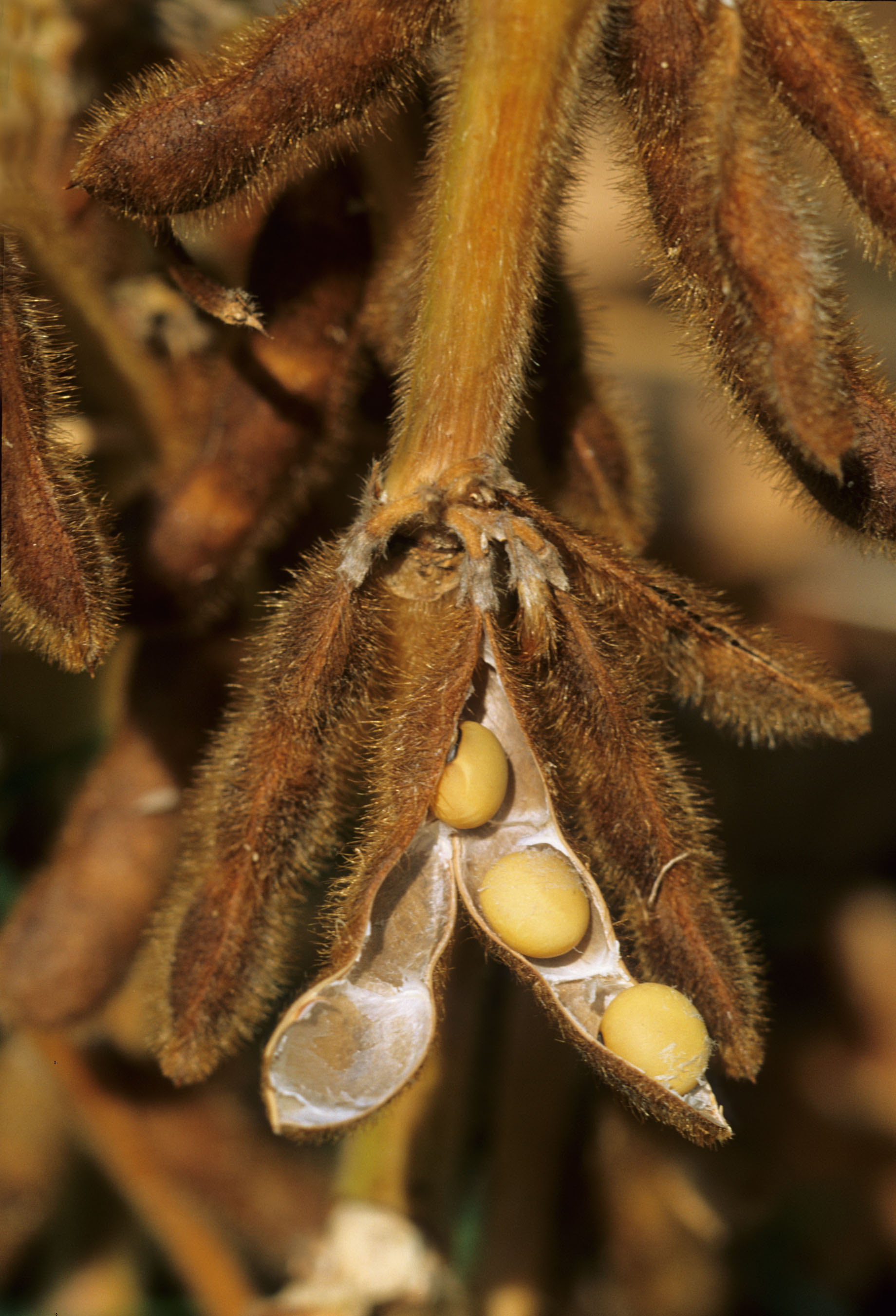 Free download high resolution image - free image free photo free stock image public domain picture -Close-up Of Mature Soybeans