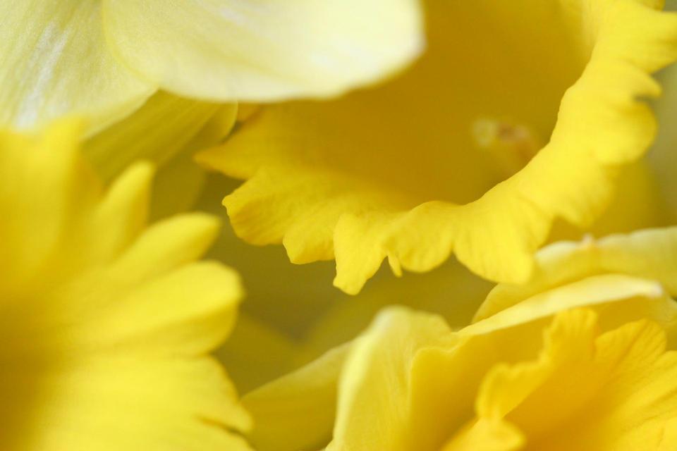 Free download high resolution image - free image free photo free stock image public domain picture  Daffodil Background