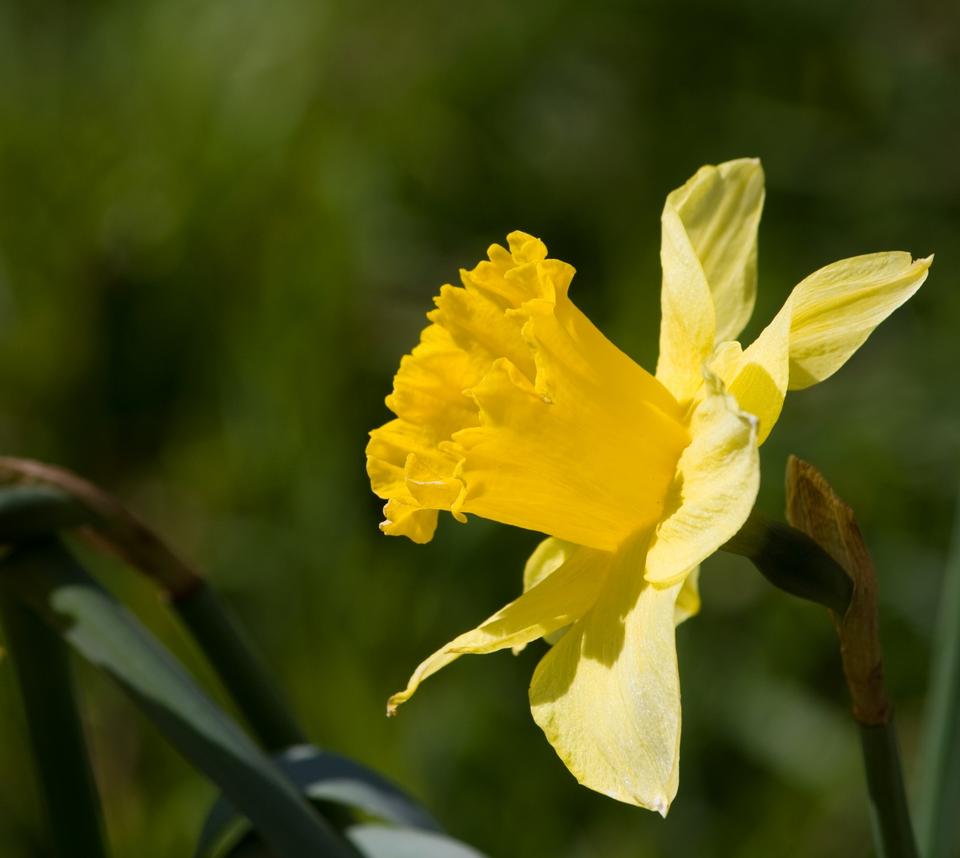 Free download high resolution image - free image free photo free stock image public domain picture  Daffodil Flower Close-up