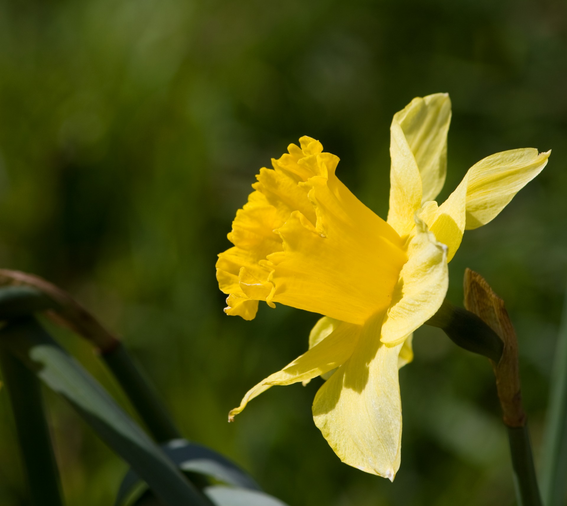 Free download high resolution image - free image free photo free stock image public domain picture -Daffodil Flower Close-up