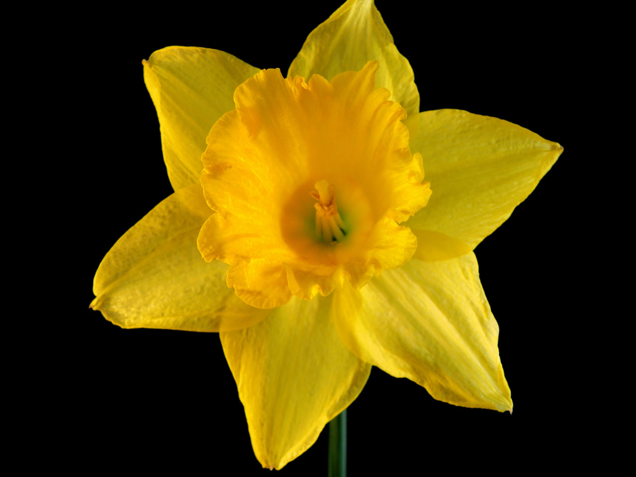 Free download high resolution image - free image free photo free stock image public domain picture -Daffodil on black backround