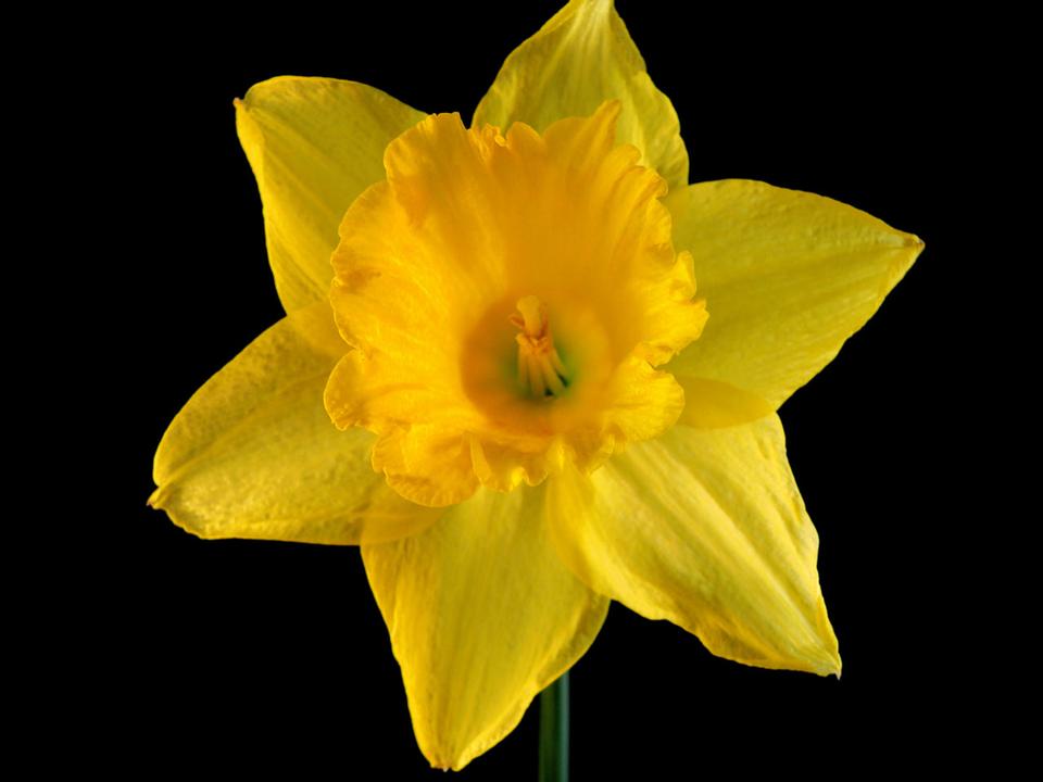 Free download high resolution image - free image free photo free stock image public domain picture  Daffodil on black backround