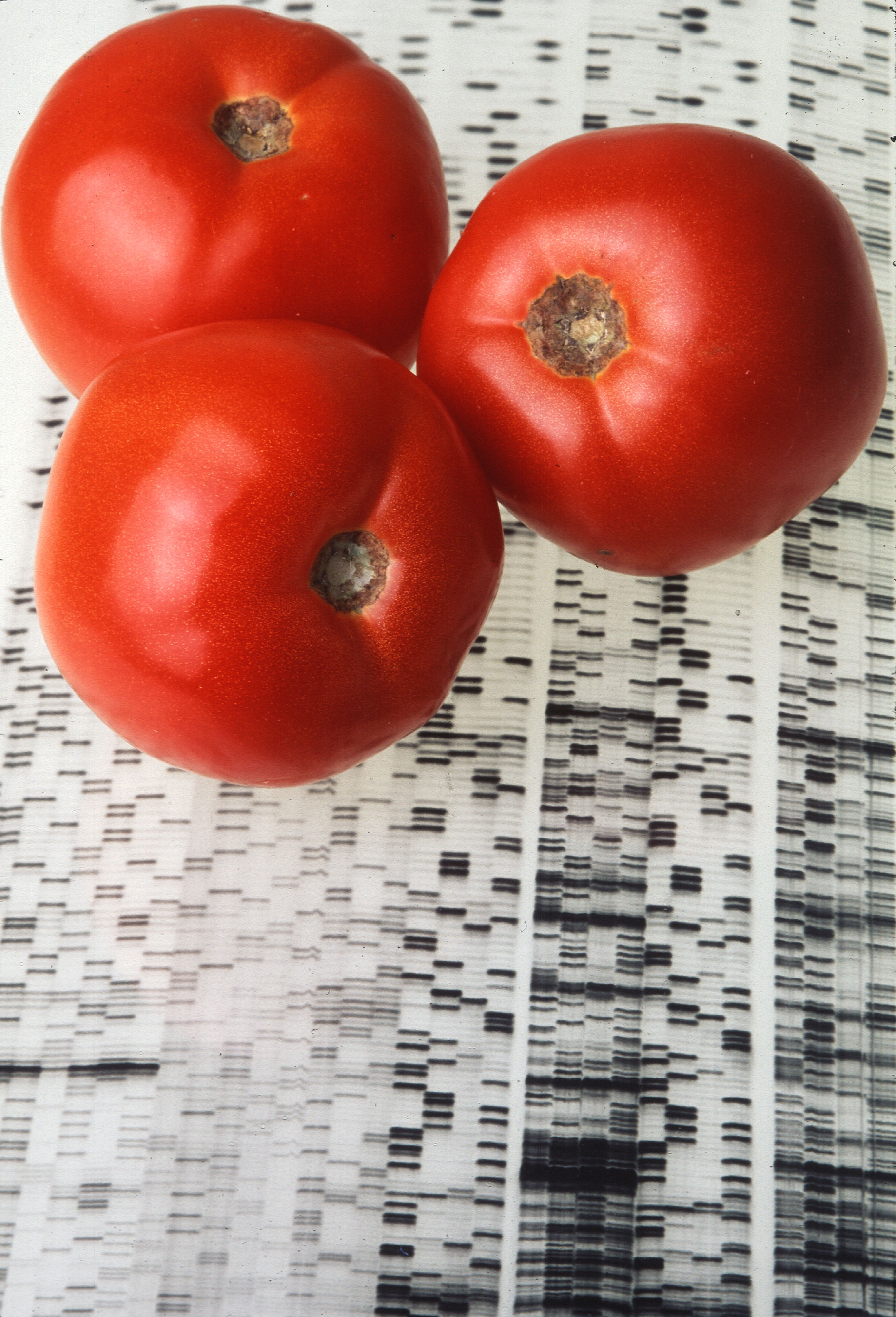 Free download high resolution image - free image free photo free stock image public domain picture -Endless Summer Tomatoes On A Gene Map