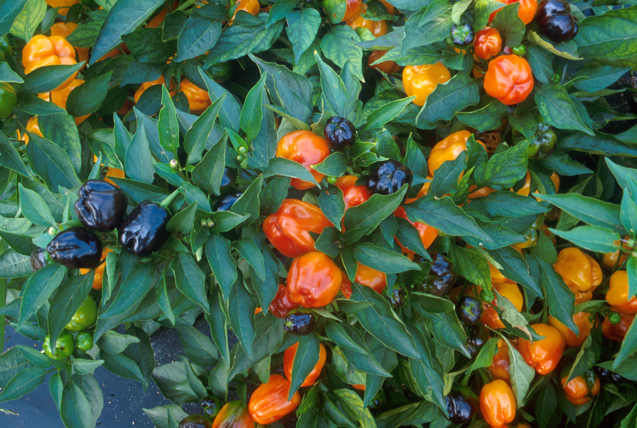 Free download high resolution image - free image free photo free stock image public domain picture -Miniature Bell Peppers Growing On A Plant