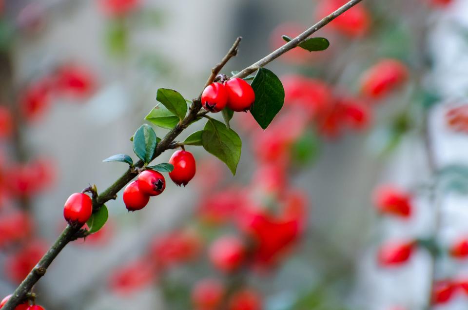 Free download high resolution image - free image free photo free stock image public domain picture  Red Berries