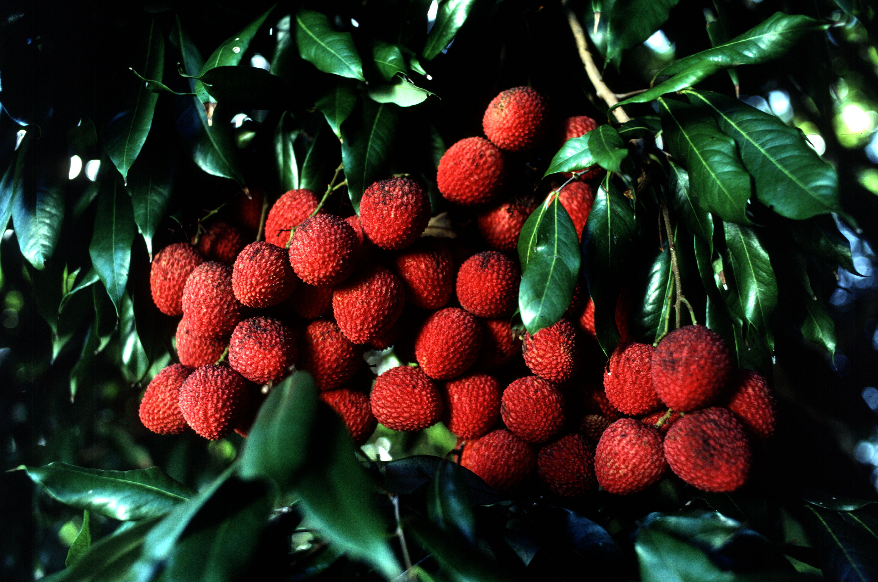 Free download high resolution image - free image free photo free stock image public domain picture -Red Lychee Berries On A Tree