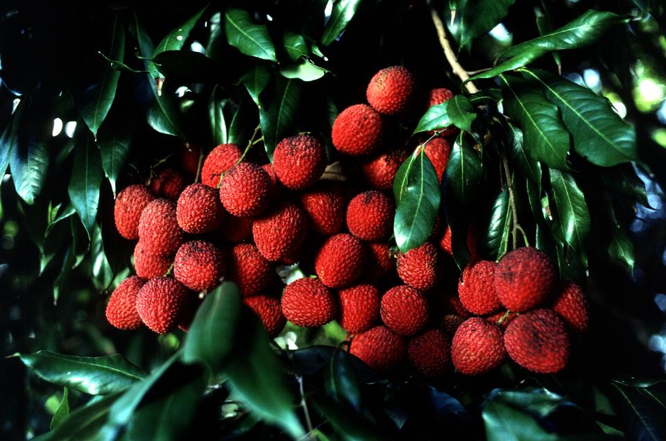 Free download high resolution image - free image free photo free stock image public domain picture  Red Lychee Berries On A Tree