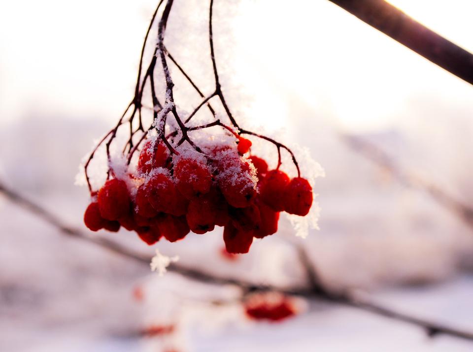 Free download high resolution image - free image free photo free stock image public domain picture  Rowan berries under the snow