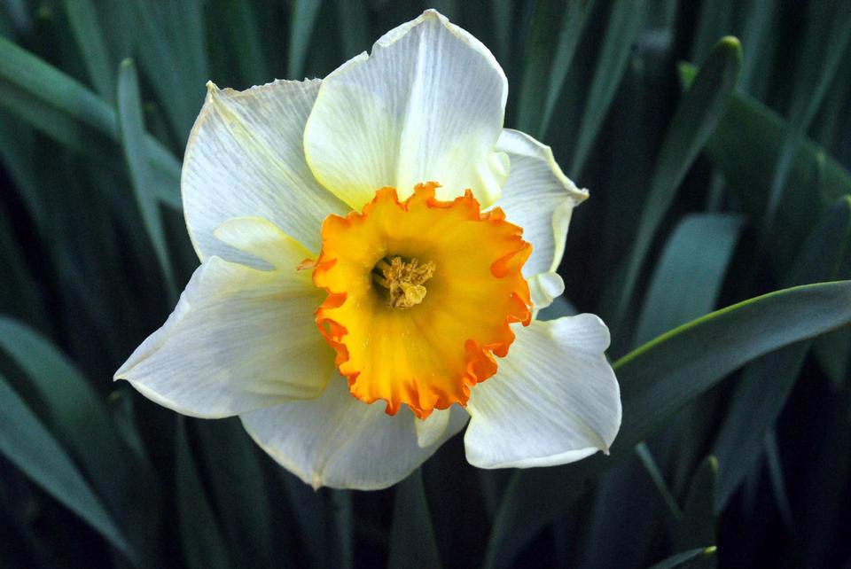 Free download high resolution image - free image free photo free stock image public domain picture  Spring Daffodil